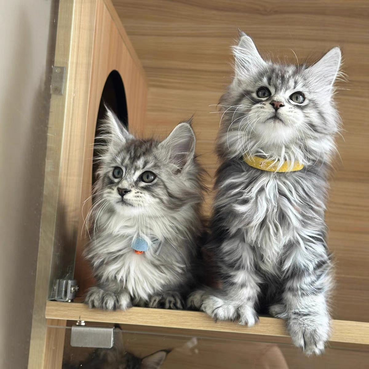 猫舍直销批发价格出售缅因库恩猫